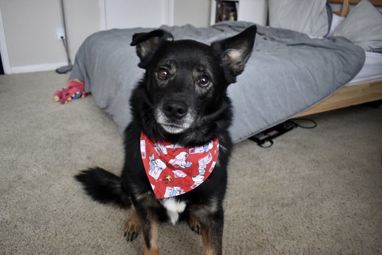 Remy, a Norwegian Elkhound and Australian Shepherd mix tested with EmbarkVet.com