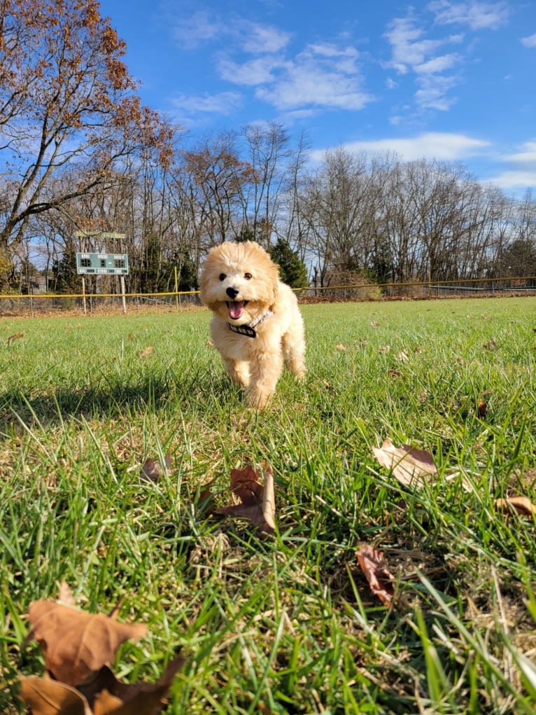 Bailee, a Bichonpoo tested with EmbarkVet.com