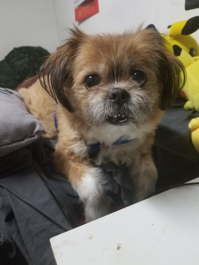 Chestnut, a Shih Tzu and Pomeranian mix tested with EmbarkVet.com