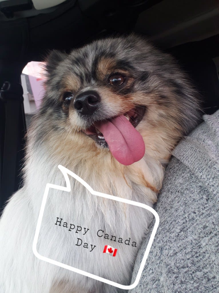 Fred, a Pomeranian and Pekingese mix tested with EmbarkVet.com