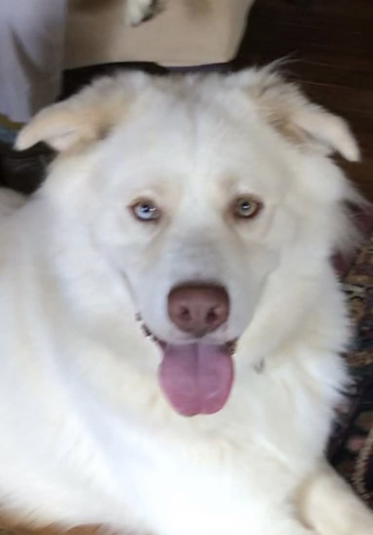 Zeus, a Siberian Husky and American Pit Bull Terrier mix tested with EmbarkVet.com