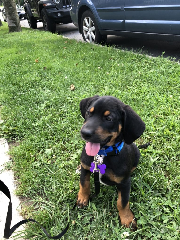 Andy, a Treeing Walker Coonhound and Redbone Coonhound mix tested with EmbarkVet.com