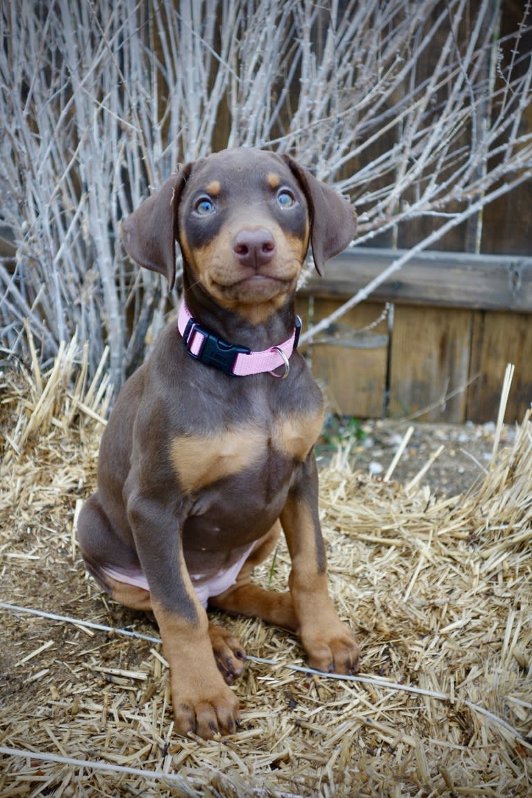 Luna, a Doberman Pinscher tested with EmbarkVet.com