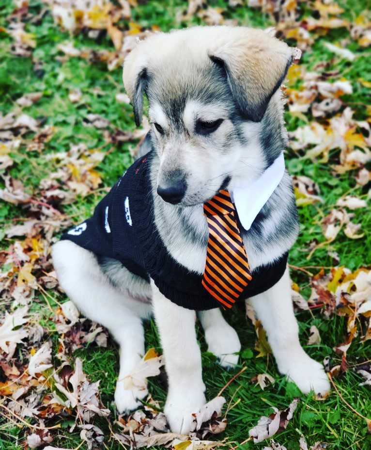 Timber, a Siberian Husky and American Bulldog mix tested with EmbarkVet.com