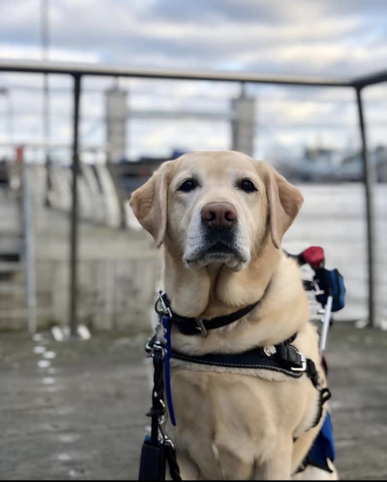 Brae, a Labrador Retriever tested with EmbarkVet.com