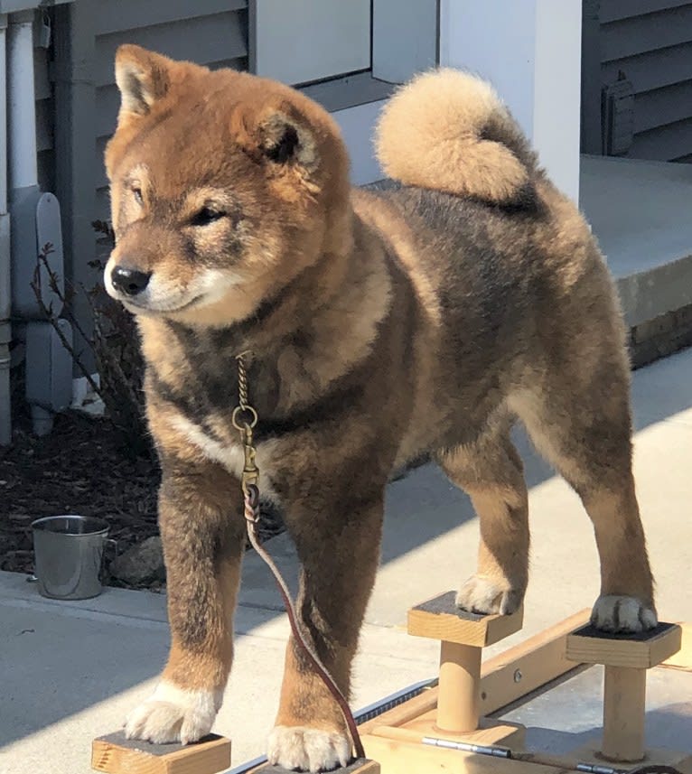 Mecho, a Shiba Inu tested with EmbarkVet.com