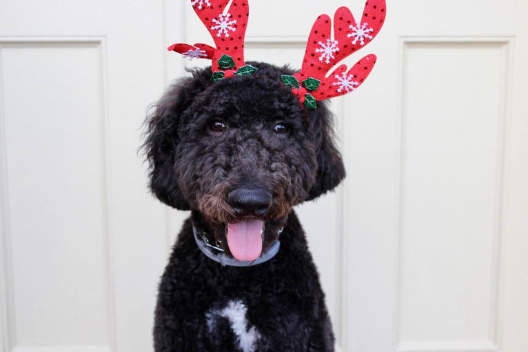 Lambeau, a Goldendoodle tested with EmbarkVet.com