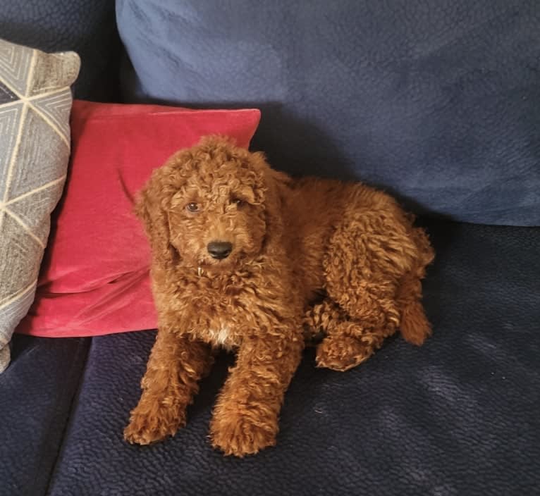 Chili Dog, a Goldendoodle tested with EmbarkVet.com
