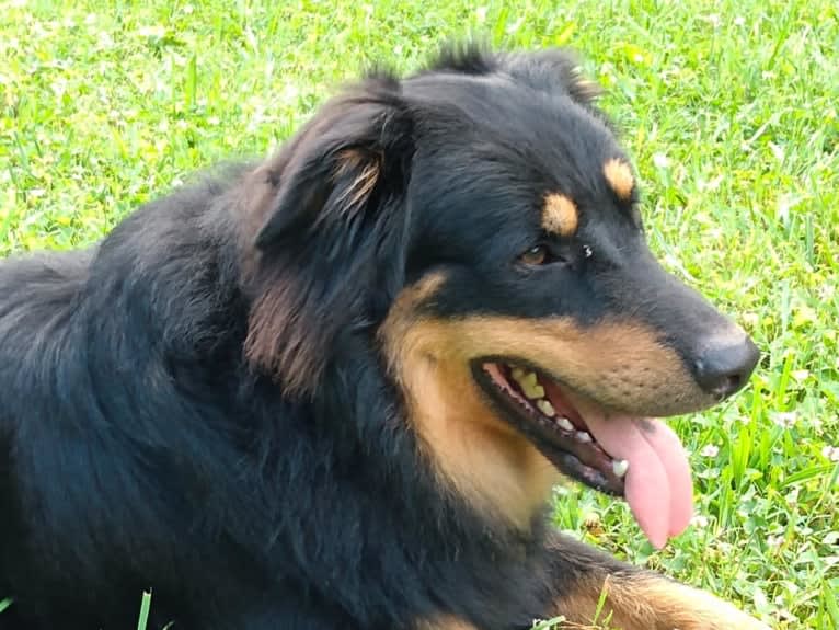 Zuess, an English Shepherd tested with EmbarkVet.com