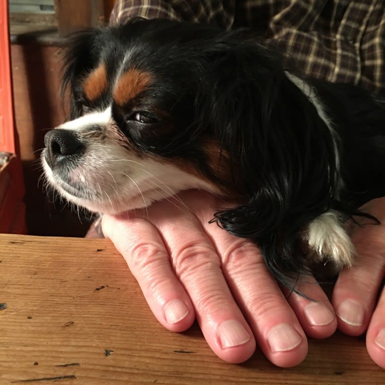 ROBBIE, a Cavalier King Charles Spaniel and Pomeranian mix tested with EmbarkVet.com