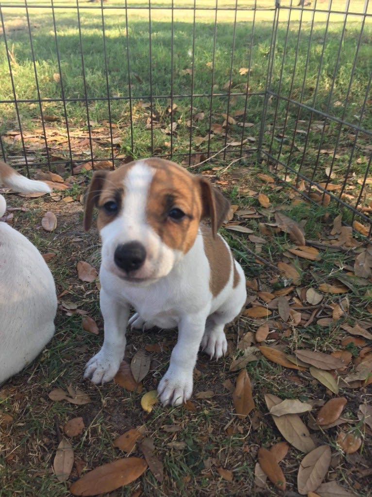 Scoot, a Russell-type Terrier tested with EmbarkVet.com