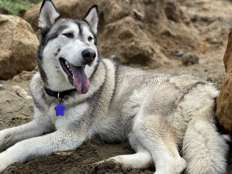 Myka, a Siberian Husky and Alaskan Malamute mix tested with EmbarkVet.com