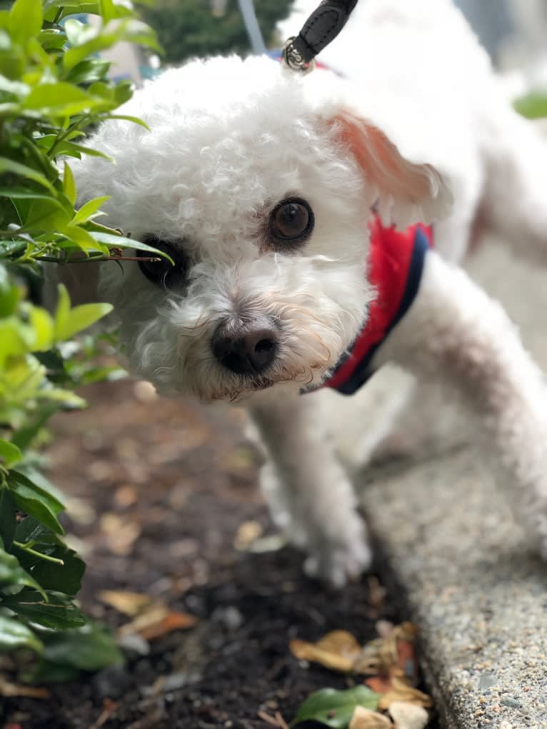 Coconut, a Bichon Frise tested with EmbarkVet.com