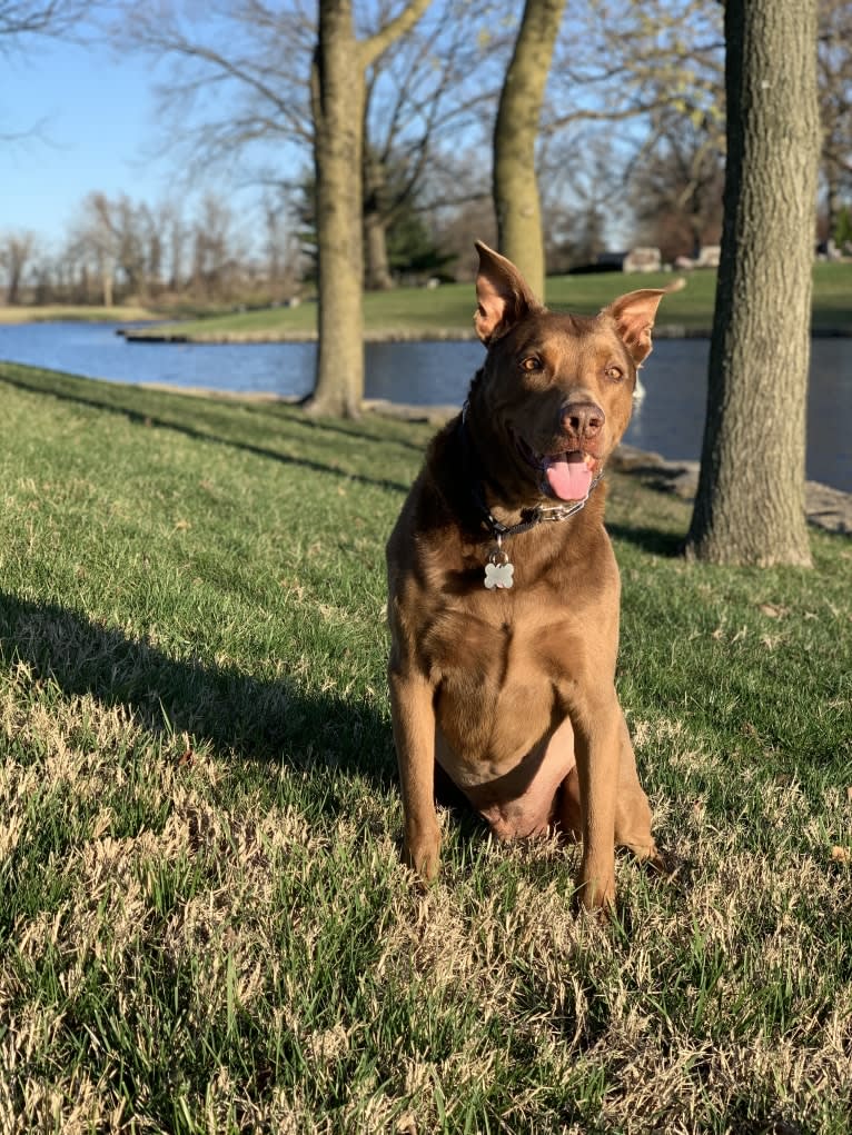 Hunter, a Staffordshire Terrier and German Shepherd Dog mix tested with EmbarkVet.com