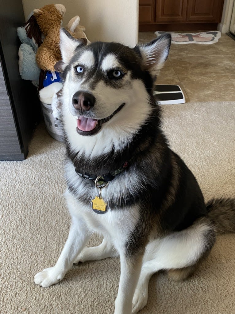 Shasta, a Siberian Husky tested with EmbarkVet.com