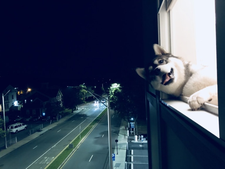 Timber, a Siberian Husky tested with EmbarkVet.com