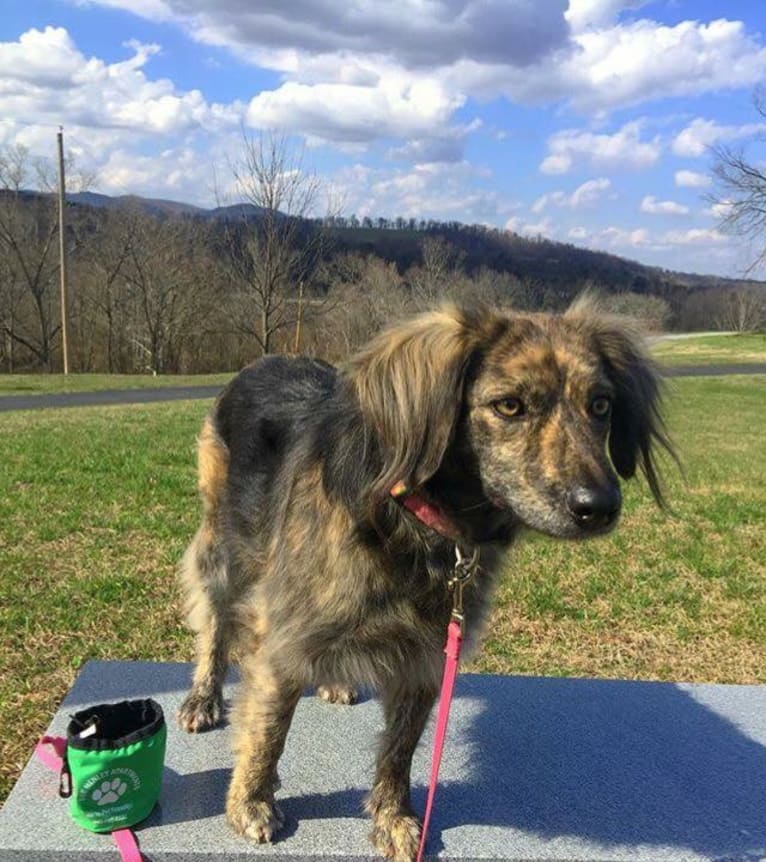 Mama dáy, a Plott and Border Collie mix tested with EmbarkVet.com