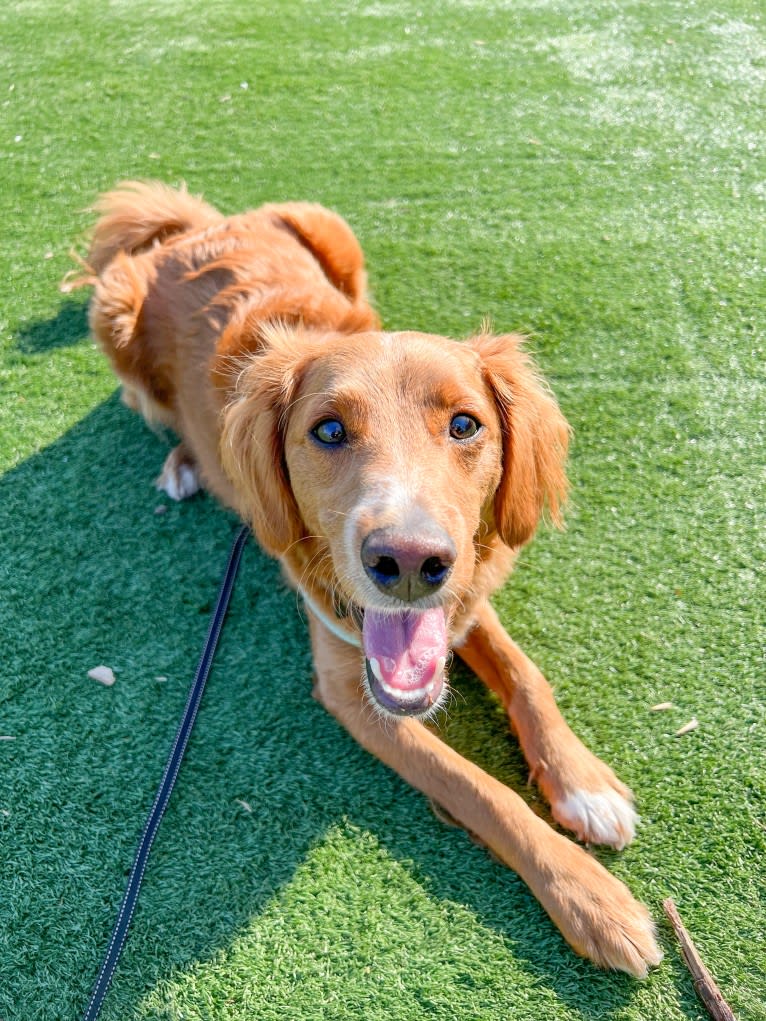 Benny, a Goldendoodle tested with EmbarkVet.com