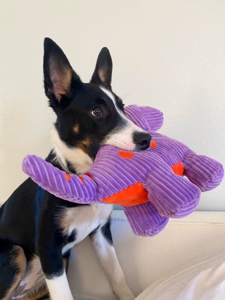 Laika, a Border Collie and Australian Cattle Dog mix tested with EmbarkVet.com