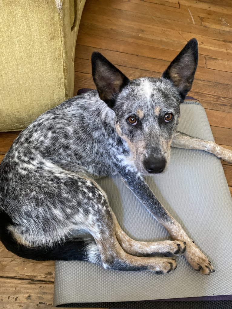 Kai, an Australian Cattle Dog tested with EmbarkVet.com