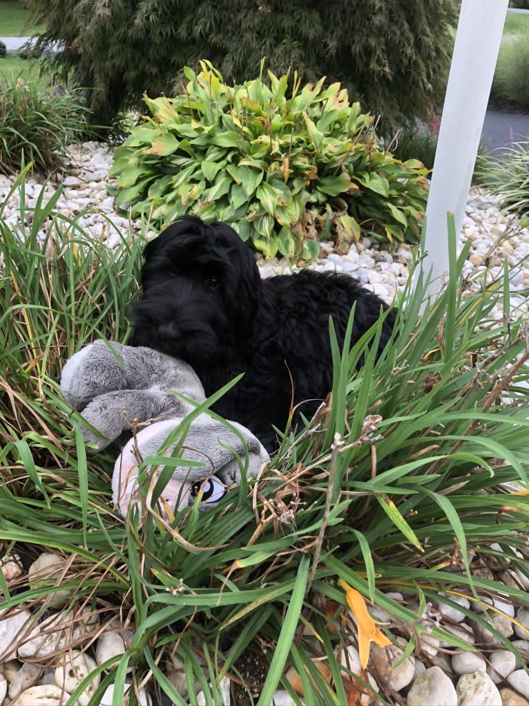 Juno, a Poodle (Standard) and English Cocker Spaniel mix tested with EmbarkVet.com