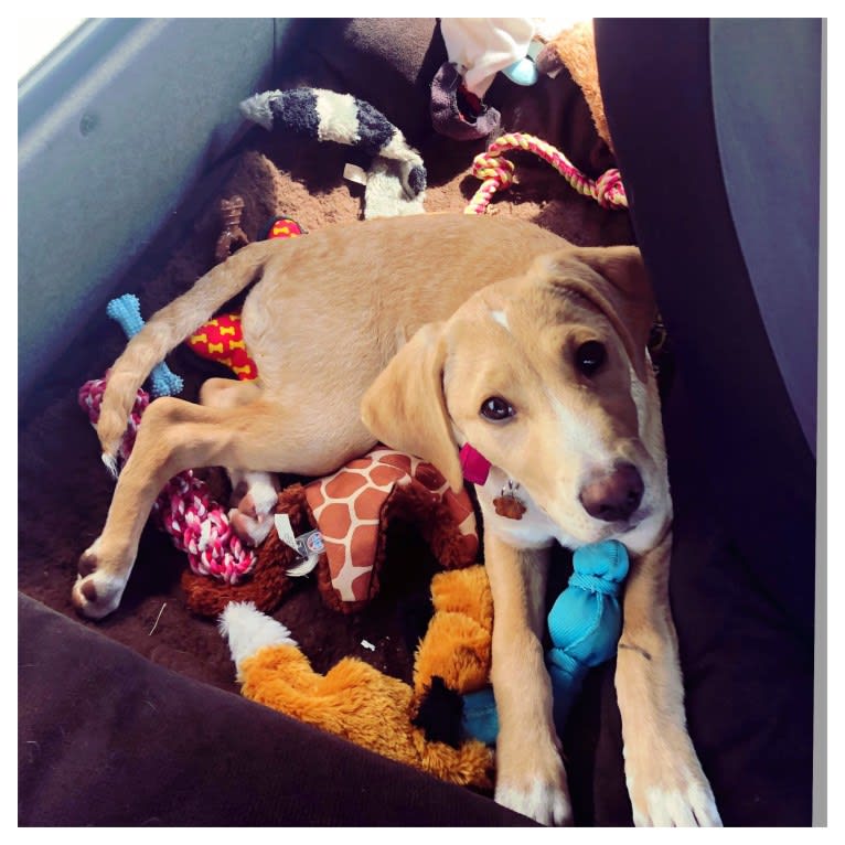 Willow, a Labrador Retriever and Treeing Walker Coonhound mix tested with EmbarkVet.com