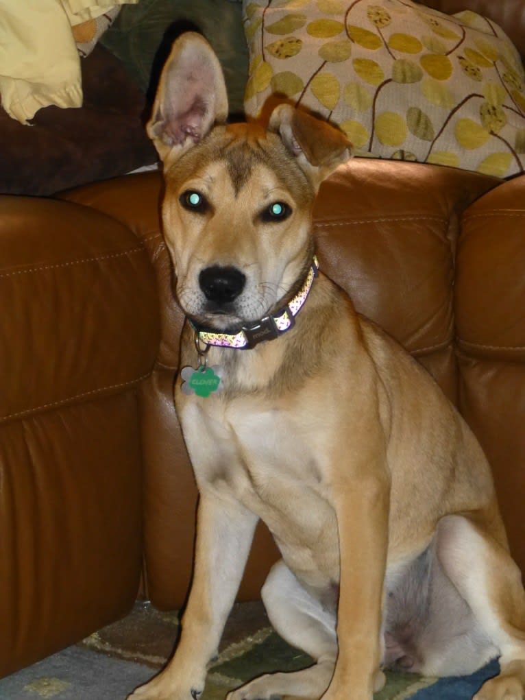 Clover, an American Pit Bull Terrier and German Shepherd Dog mix tested with EmbarkVet.com