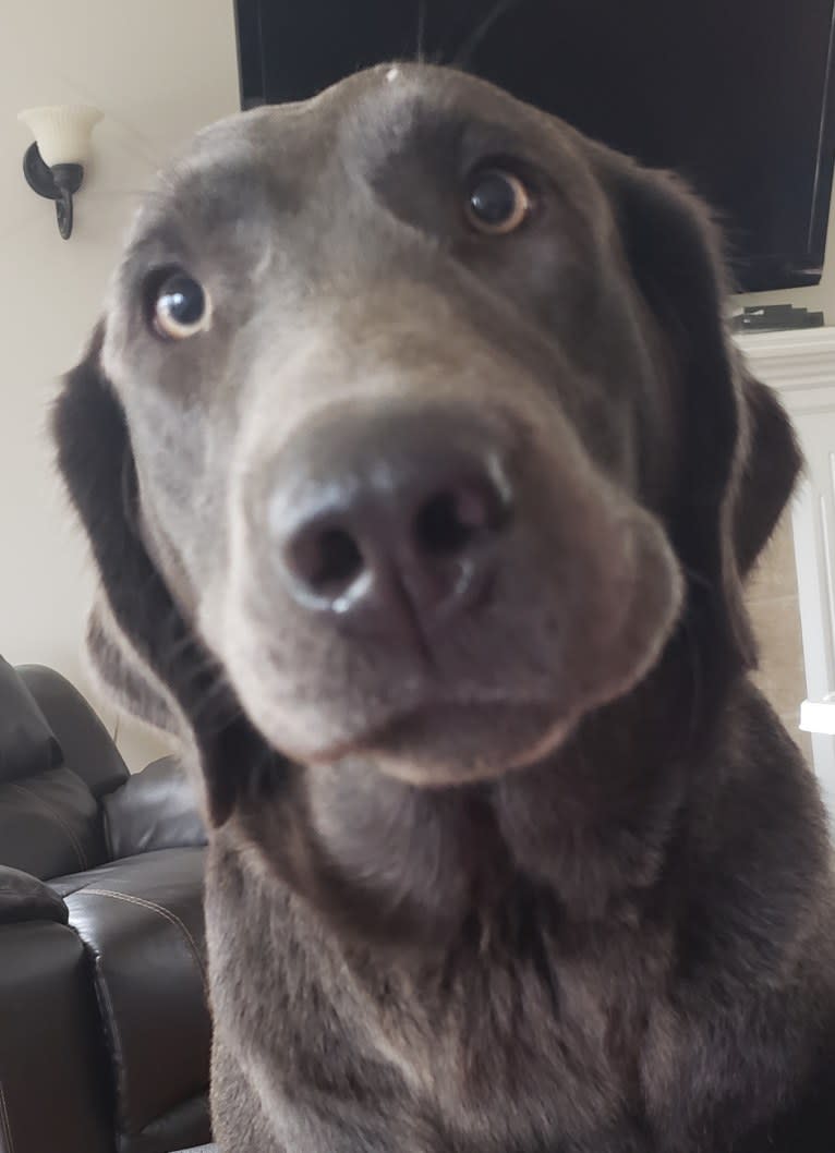 Tillie, a Labrador Retriever tested with EmbarkVet.com