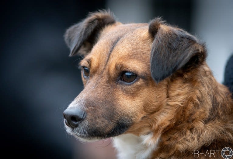 Nova, a Chihuahua and Dachshund mix tested with EmbarkVet.com