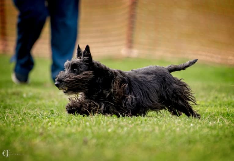 Max, a Scottish Terrier tested with EmbarkVet.com