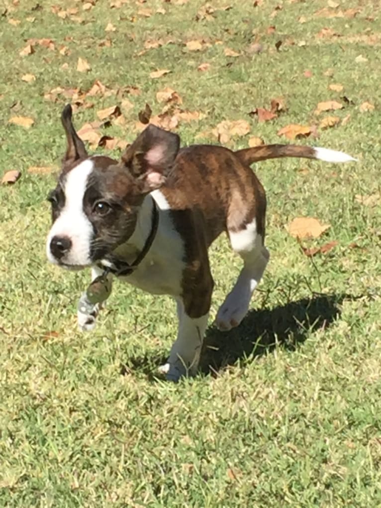 Frankie, a Boston Terrier and Russell-type Terrier mix tested with EmbarkVet.com