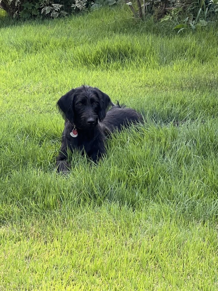 Levi, a Labradoodle tested with EmbarkVet.com