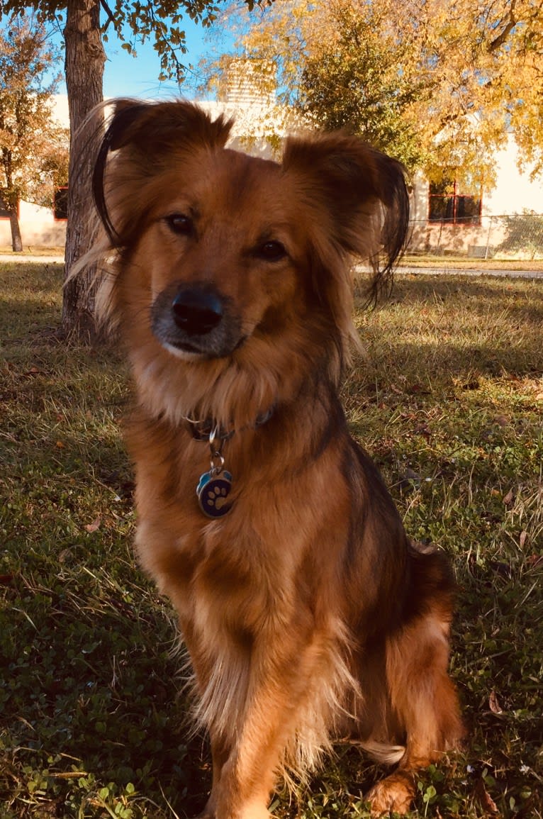 Leo, a Chihuahua and Australian Shepherd mix tested with EmbarkVet.com