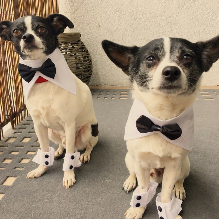 Burt, a Shih Tzu and Chihuahua mix tested with EmbarkVet.com