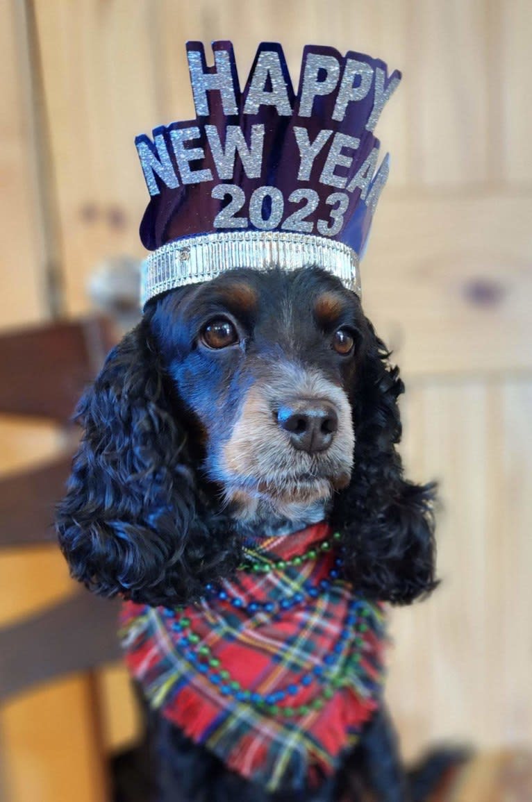 Yatzi, a Cockapoo tested with EmbarkVet.com