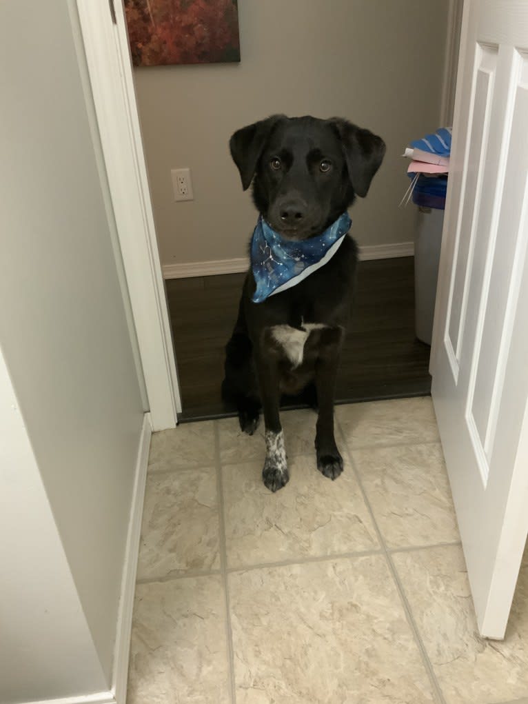 Guinness, a Labrador Retriever and Australian Cattle Dog mix tested with EmbarkVet.com