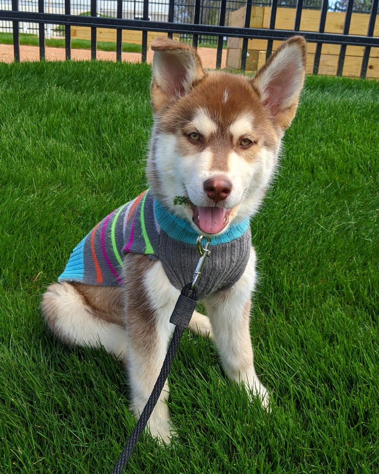 Gambit, a Siberian Husky and Australian Shepherd mix tested with EmbarkVet.com