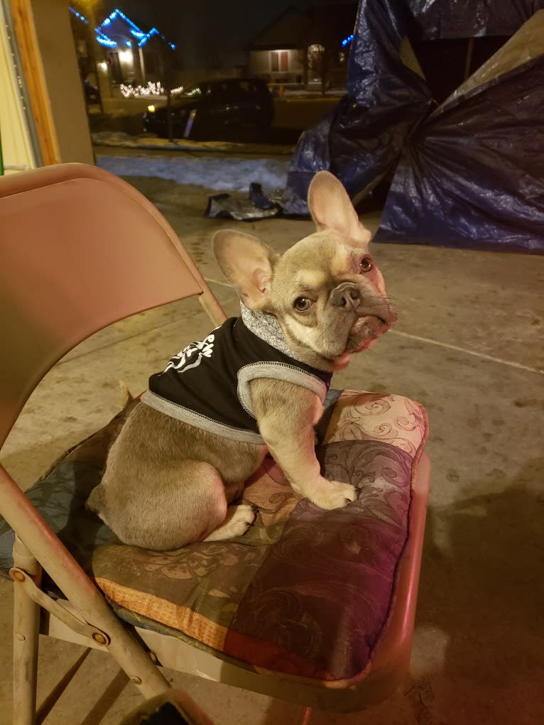 Pipes, a French Bulldog tested with EmbarkVet.com