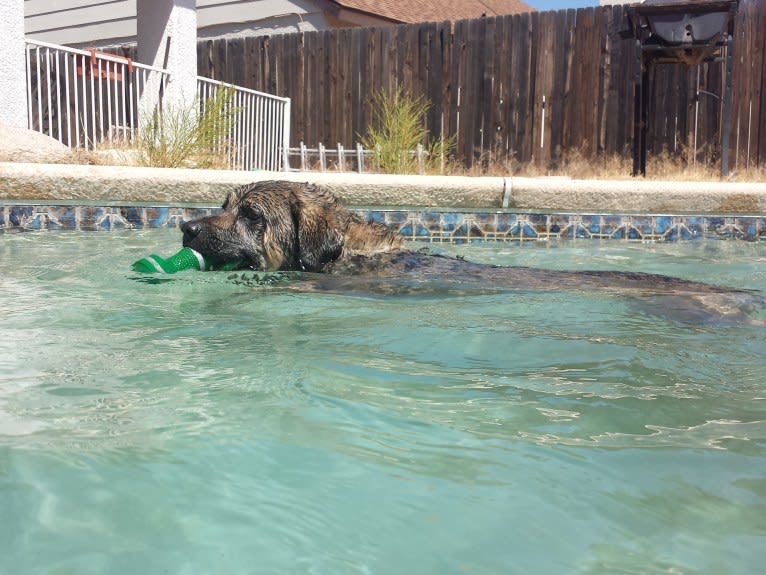 Fiona Emmy-Olivia LaRosa, a Neapolitan Mastiff and Australian Cattle Dog mix tested with EmbarkVet.com