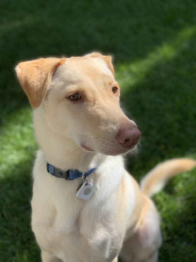 Dug, a Formosan Mountain Dog tested with EmbarkVet.com