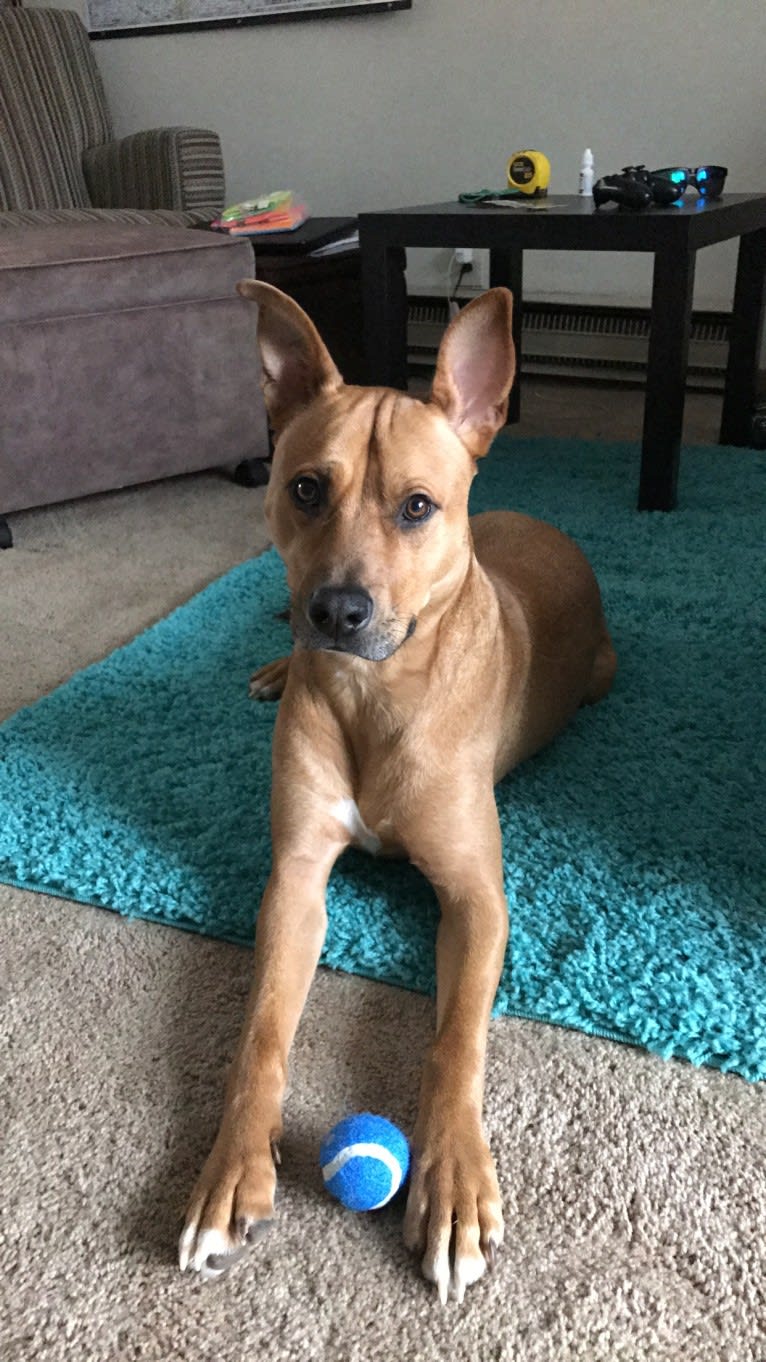 Trevor, an American Pit Bull Terrier and German Shepherd Dog mix tested with EmbarkVet.com