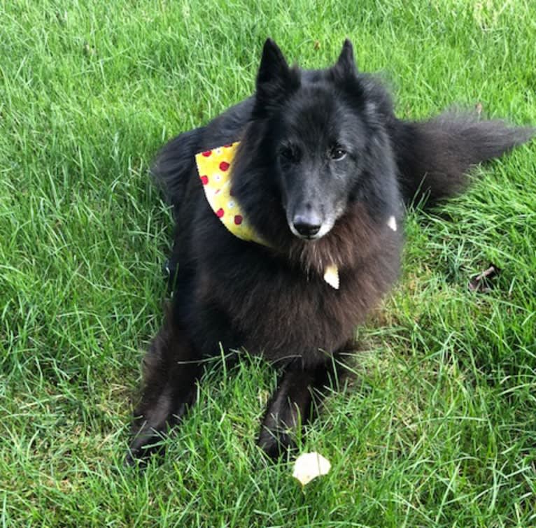 Star, a Belgian Shepherd tested with EmbarkVet.com