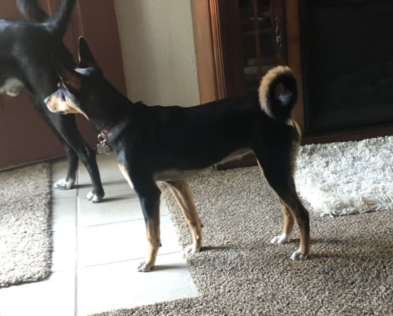 Betty Lou, an English Shepherd and Australian Cattle Dog mix tested with EmbarkVet.com