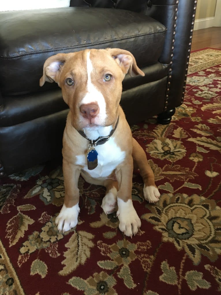 Leo, an American Pit Bull Terrier and Boxer mix tested with EmbarkVet.com