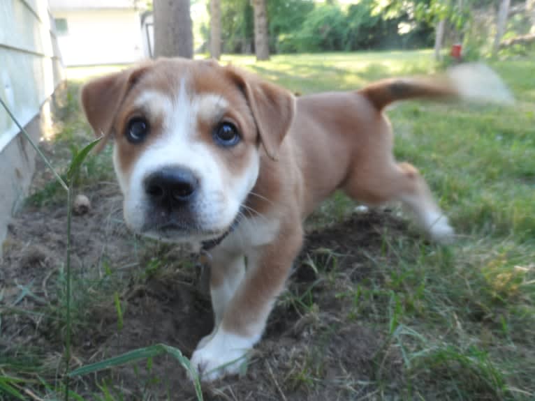 Joe, a Carolina Dog tested with EmbarkVet.com