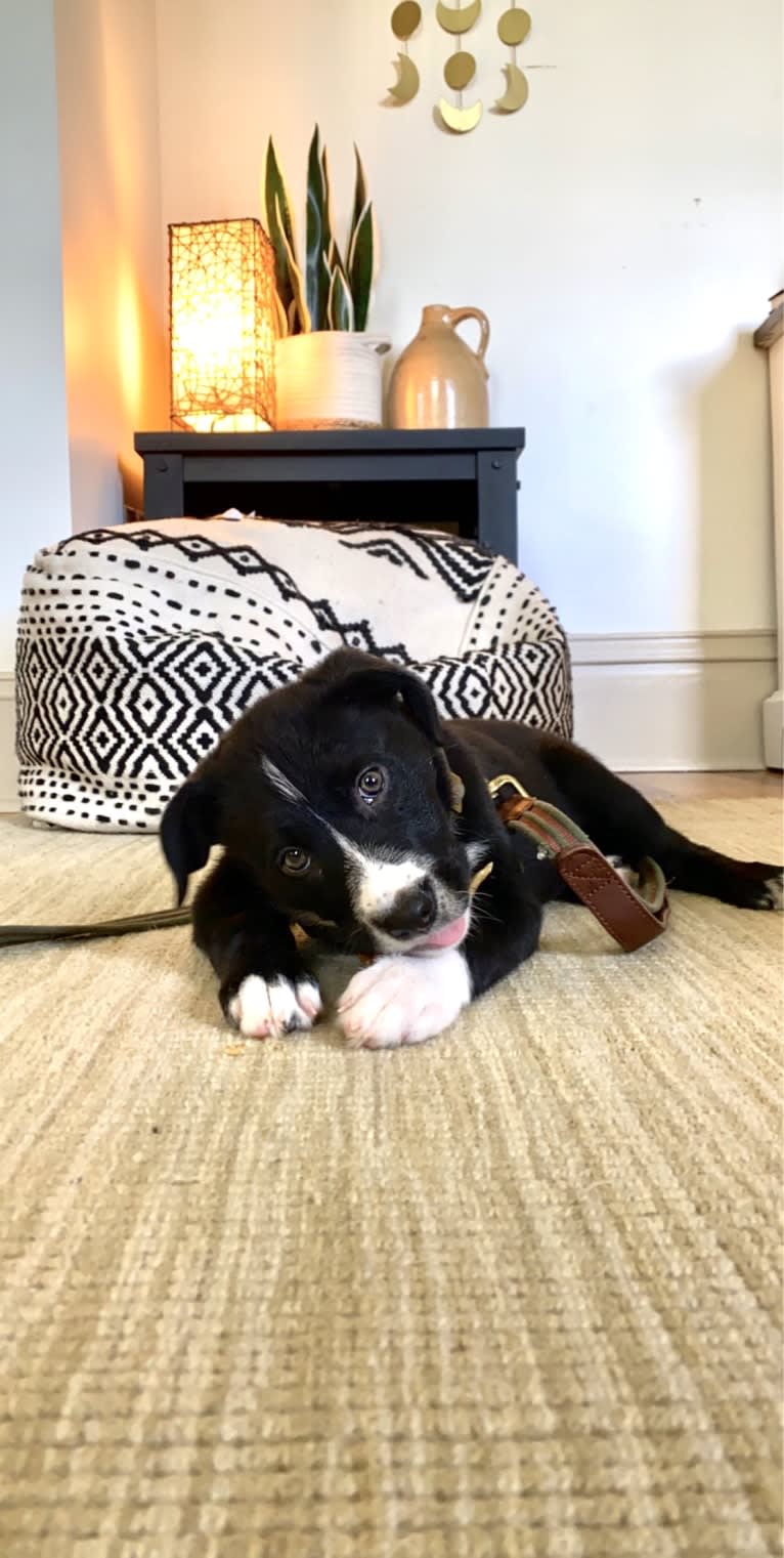 Marlowe Gandalf, a Siberian Husky and Australian Shepherd mix tested with EmbarkVet.com