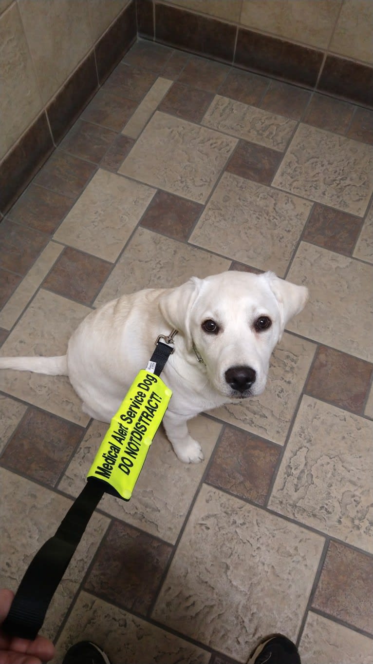 Missy, a Labrador Retriever tested with EmbarkVet.com