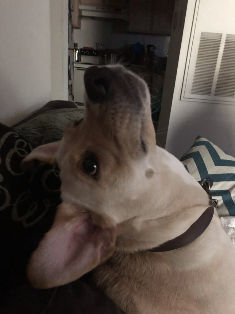 Charlie, a Labrador Retriever and Boxer mix tested with EmbarkVet.com