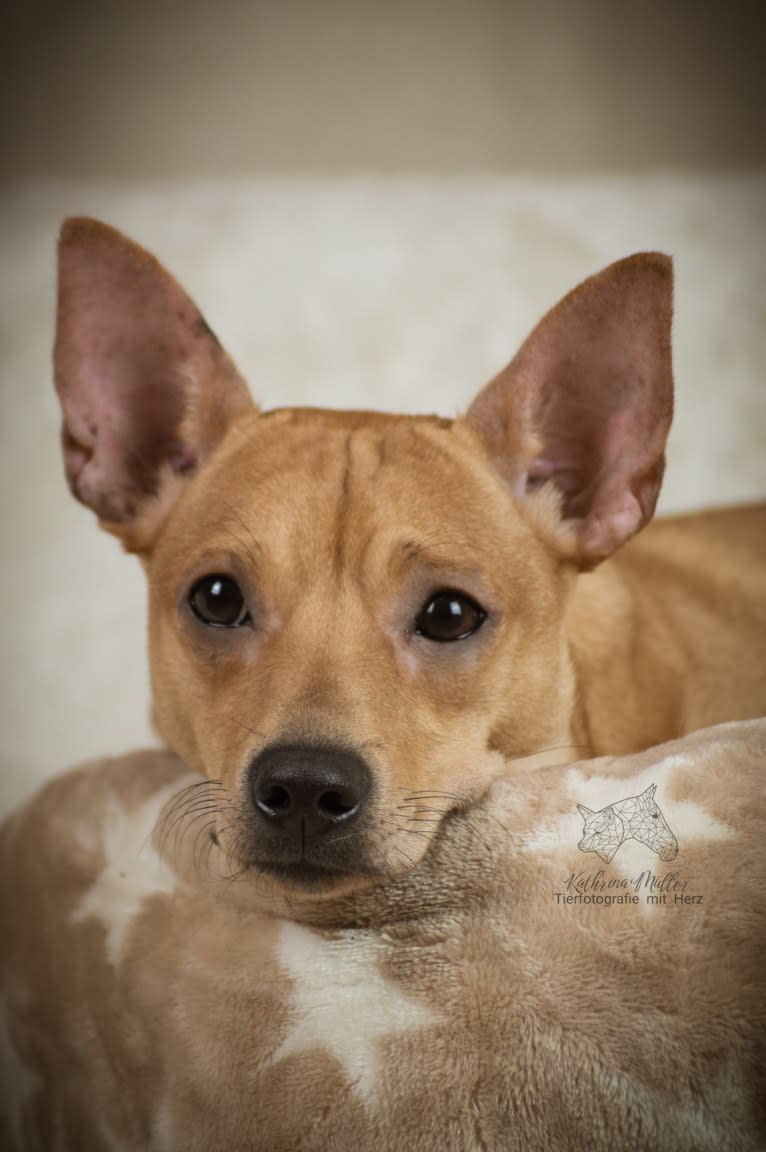 Beauty & Beast Rubielle, an American Hairless Terrier tested with EmbarkVet.com