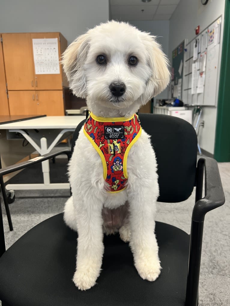 Sookie, a Coton de Tulear tested with EmbarkVet.com